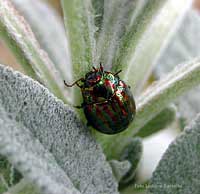 Chrysolina americana