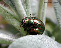 Chrysomelidae sulla salvia