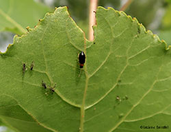 Chrysomelidae Luperus