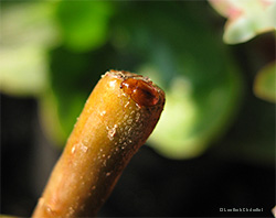 Sphaeroderma testaceum<