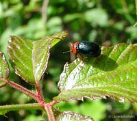 Gastrophysa polygoni