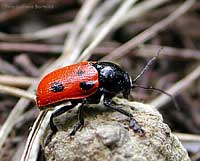 Chrysomelidae Cryptocephalus loreyi