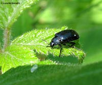 Agelastica alni