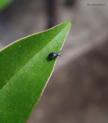 crisomelide Bruchinae Spermophagus sp.