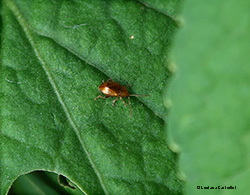 Chrysomelidae arancio