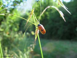 Clytra laeviuscula