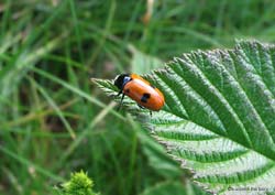 Clytra laeviuscula - pratomagno giugno 2011