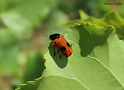 Clytra laeviuscula