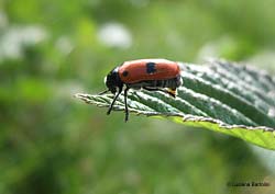 Clytra laeviuscula - pratomagno giugno 2011