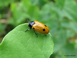 Clytra sp.
