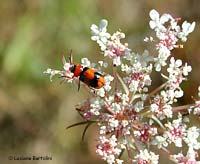 Coptocephala unifasciata