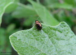 Crepidodera sp.