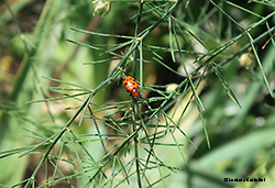 Crioceris duodecimpunctata