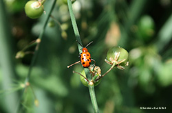 Crioceris duodecimpunctata