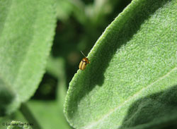 Cryptocephalus fulvus