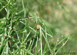 Cryptocephalus fulvus
