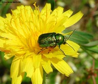 Cryptocephalus sericeus