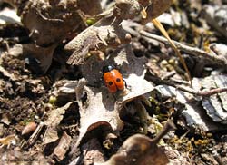 CryptocephalusÂ trimaculatus