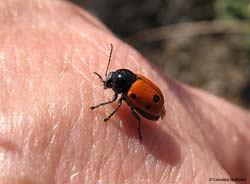 CryptocephalusÂ trimaculatus