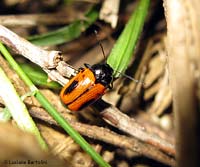 Cryptocephalus bipunctatus