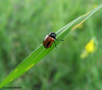 Cryptocephalus bipunctatus