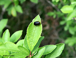 Cryptocephalus flavipes