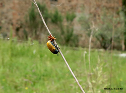 Cryptocephalus rugicollis