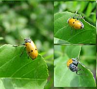 Lachnaia sp.