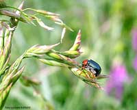 Oulema sp.