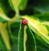 Sphaeroderma testaceum