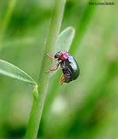 Oulema sp.