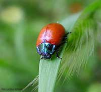 Chrysomela sp