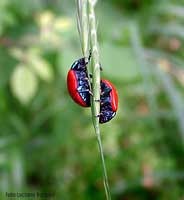 Chrysolina sp