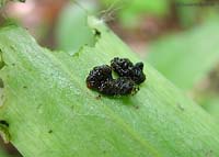 piccole larve nere di Lilioceris lilii