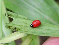Larva rossa di Lilioceris Lilii