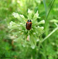 Cryptocephalus bipunctatus