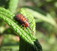 Dicladispa testacea