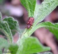 Dicladispa testacea