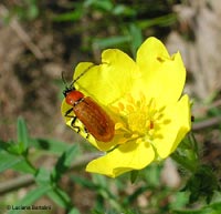 Exosoma lusitanica