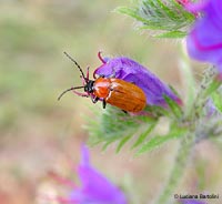 Exosoma lusitanica