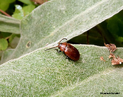 Galeruca rufa