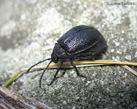 Galeruca sp