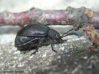Galeruca sp