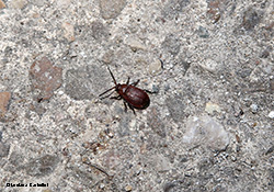 Galeruca rufa