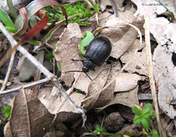 Galeruca sp