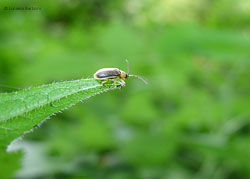 Crisomelide Galerucella