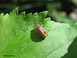 Galerucella calmariensis