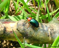 Gastrophysa polygoni