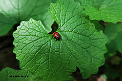 Gonioctena fornicata