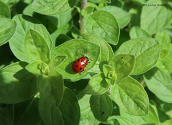 Crisomela dell'erba medica
